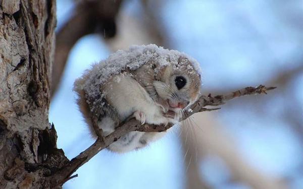 preview Japanese Dwarf Flying Squirrel coloring