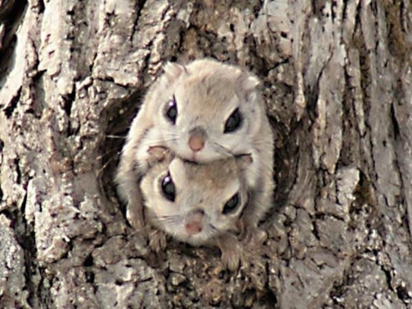 Siberian Flying Squirrel coloring