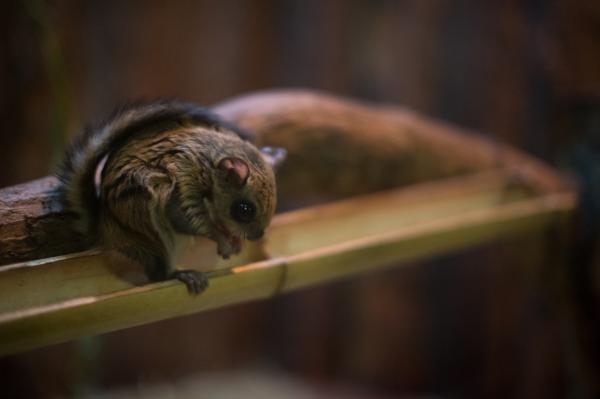 preview Japanese Dwarf Flying Squirrel svg