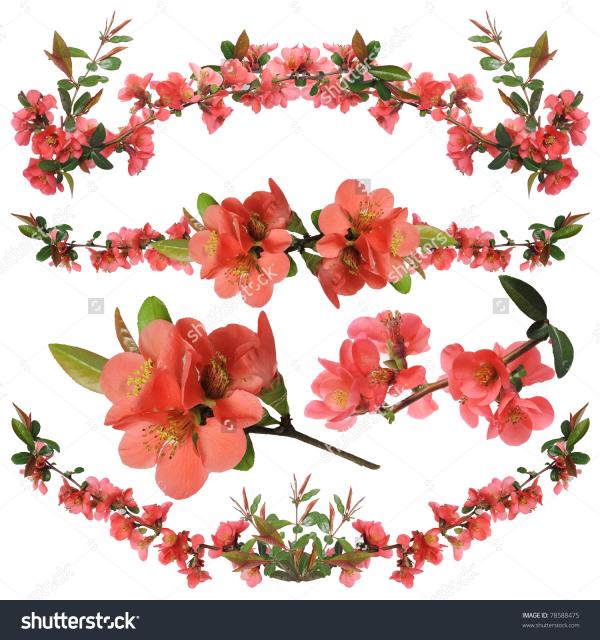 Japanese Quince clipart