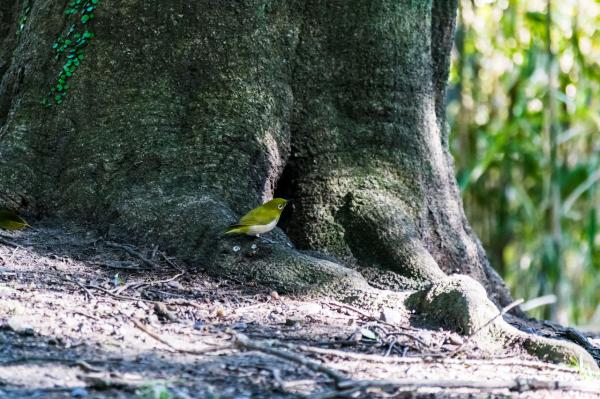 preview Japanese White-eye coloring