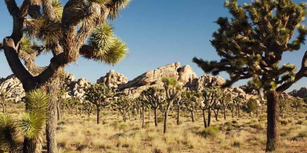 Joshua Tree National Park clipart