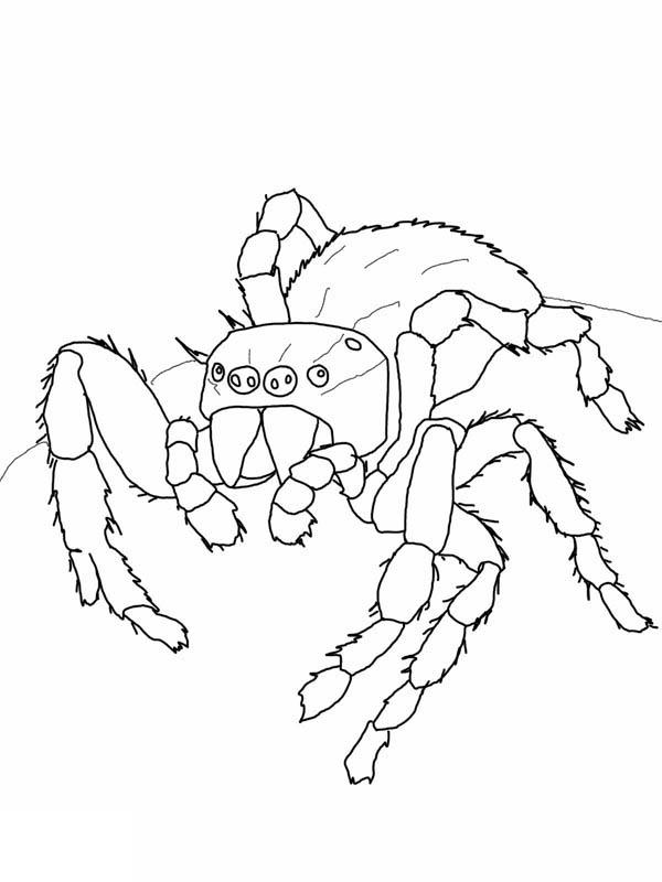 preview Jumping Spider coloring