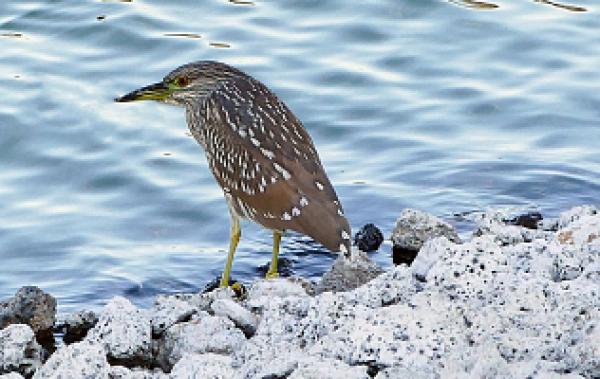 Juvenile Night Heron clipart