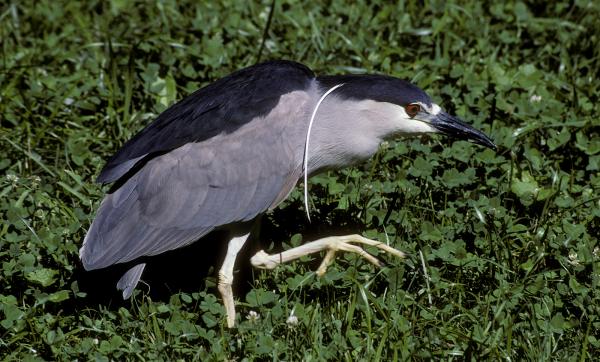 preview Juvenile Night Heron coloring