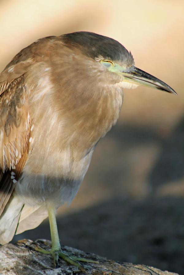 preview Juvenile Night Heron svg