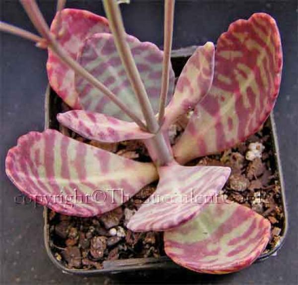 Kalanchoe coloring