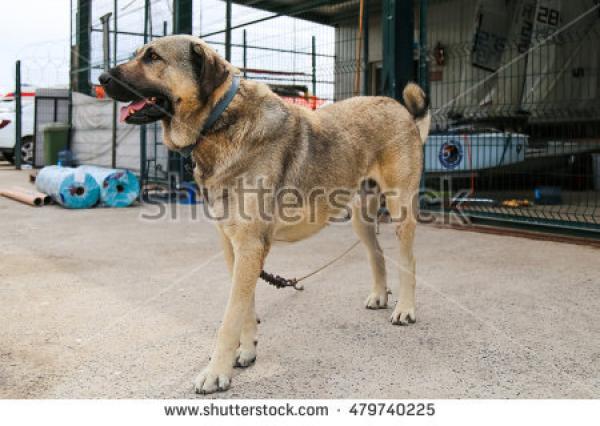 Kangal Dog clipart