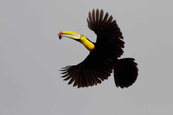 preview Keel-billed Toucan svg