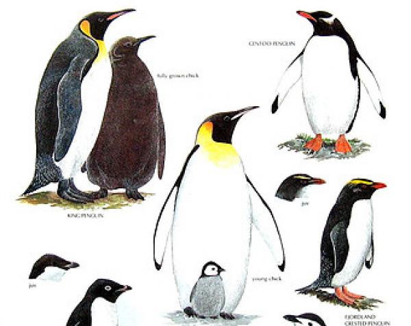 King Emperor Penguins svg