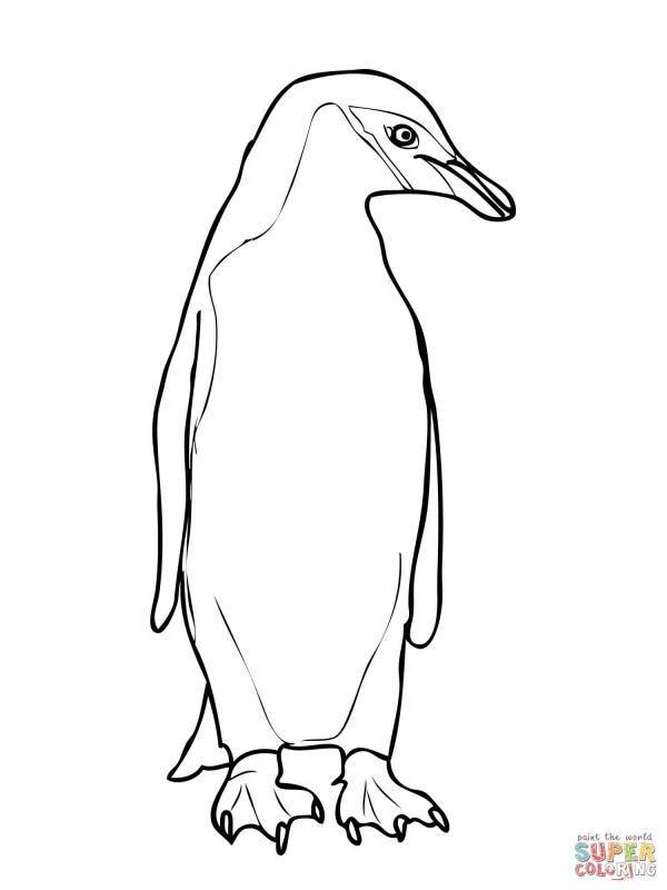 King Penguin coloring