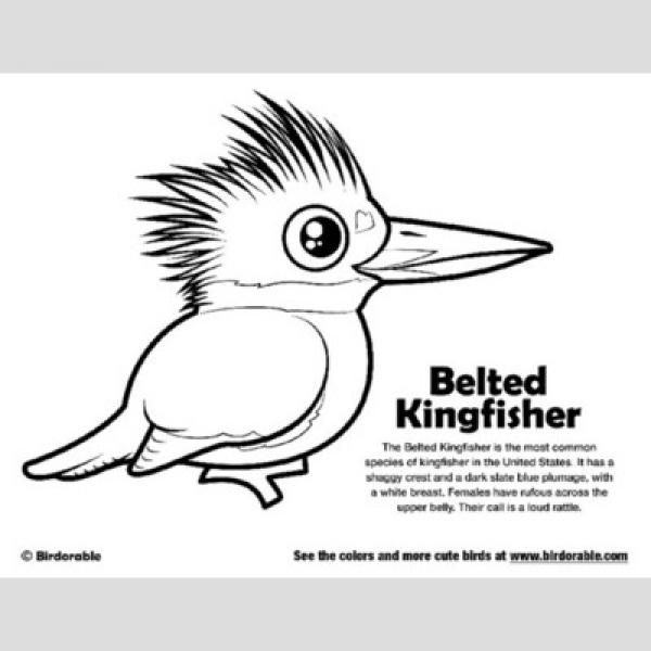 preview Belted Kingfisher coloring