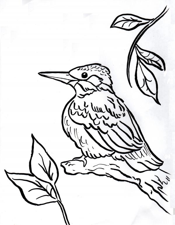 preview Kingfisher coloring