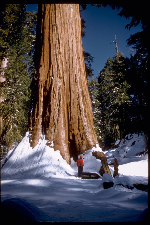 preview Kings Canyon National Park svg