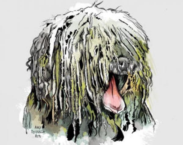 preview Komondor coloring