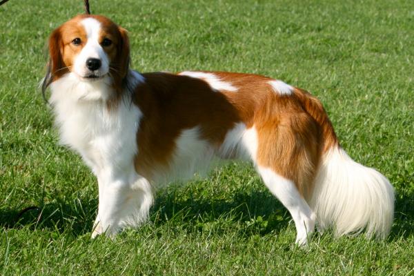 preview Kooikerhondje coloring