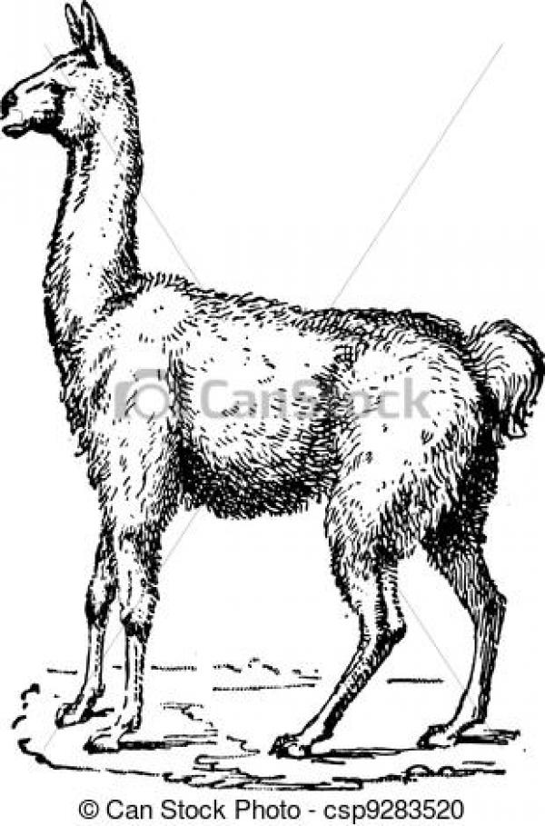 Lama clipart