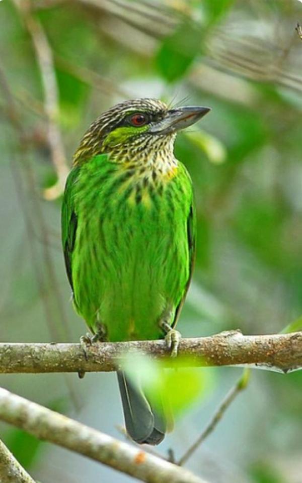 preview Large Green Barbet coloring