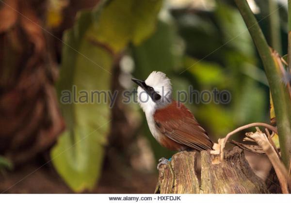 preview Laughningthrush coloring