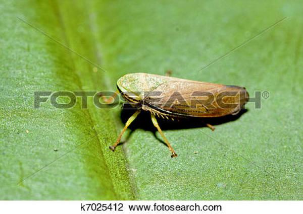 Leafhopper clipart