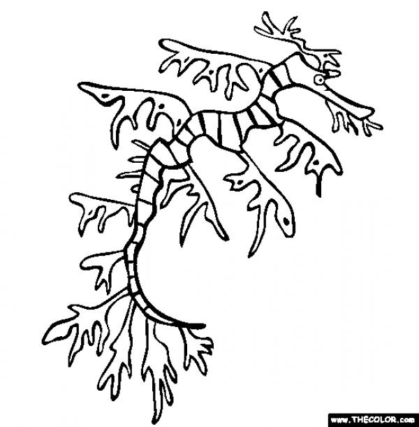 preview Leafy Seadragon coloring