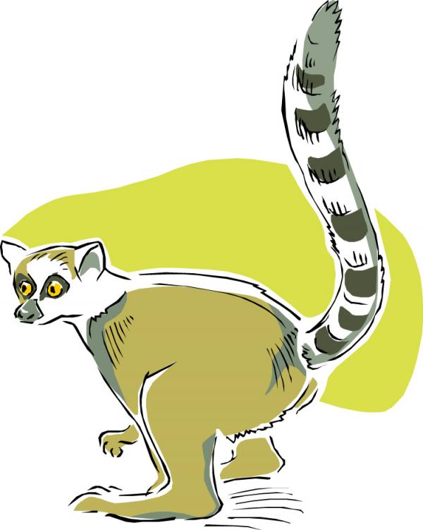 Lemur clipart