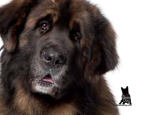 preview Leonberger coloring