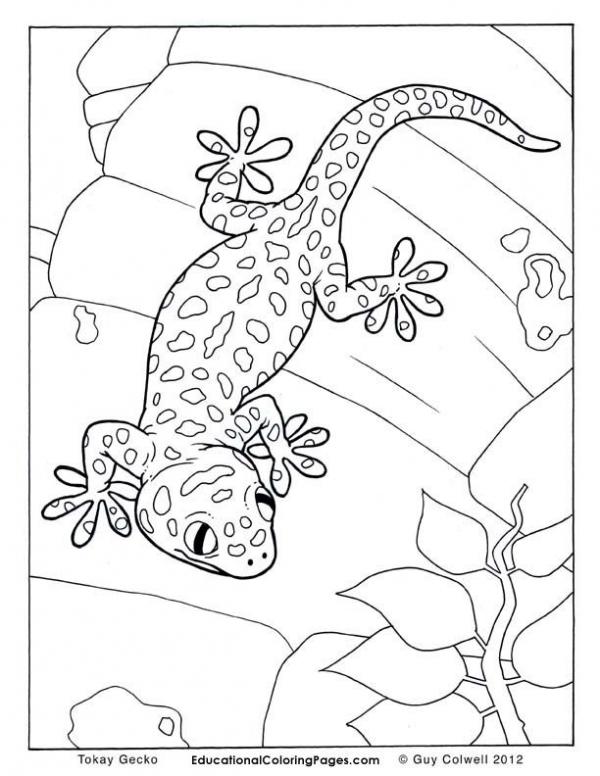 preview Tokay Gecko coloring
