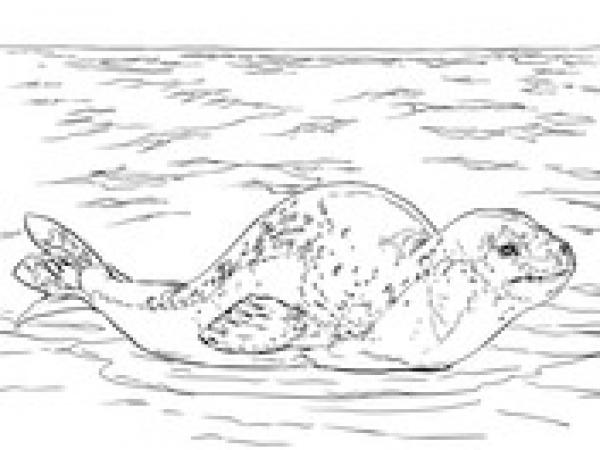 preview Leopard Seal coloring