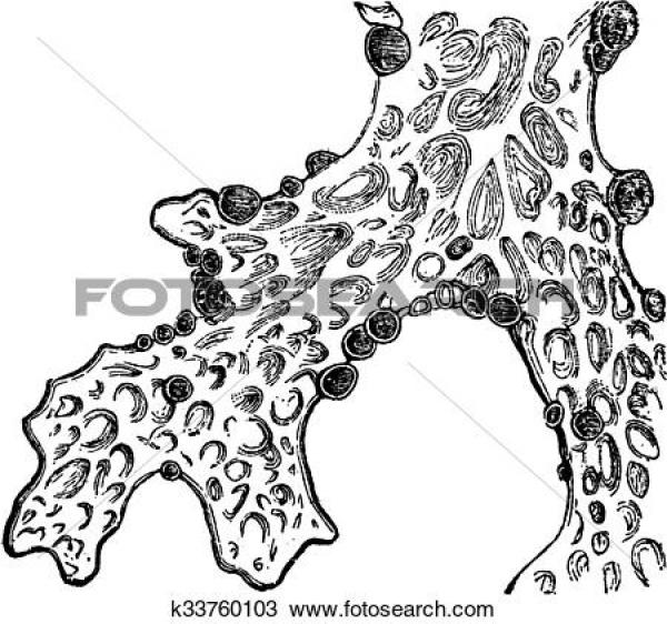 Lichens clipart