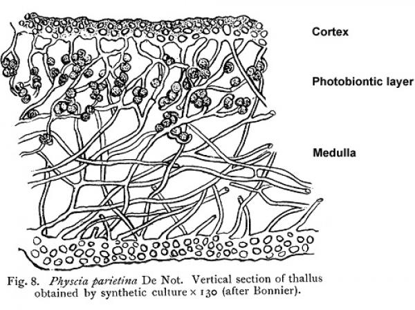 preview Lichens coloring