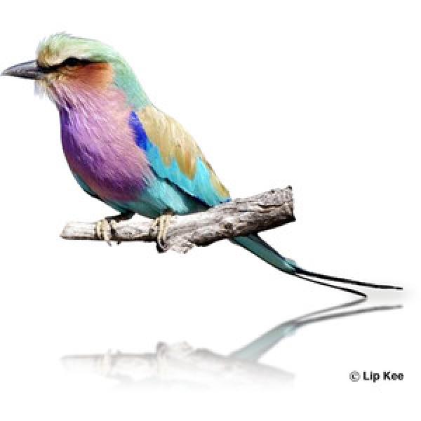 preview Lilac-breasted Roller svg