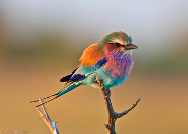 Lilac-breasted Roller clipart