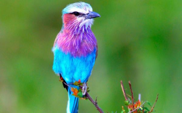 preview Lilac-breasted Roller coloring