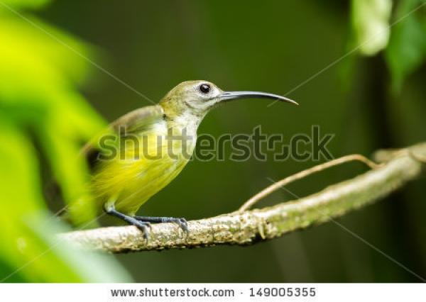 Little Spiderhunter clipart