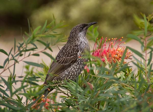 Little Wattlebird clipart