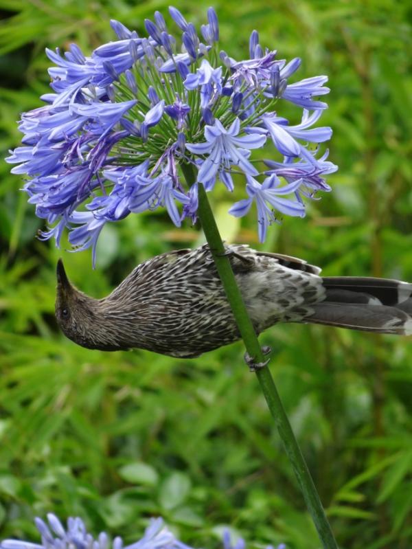 preview Little Wattlebird coloring