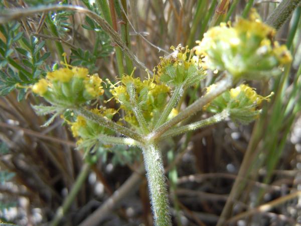 Lomatium svg