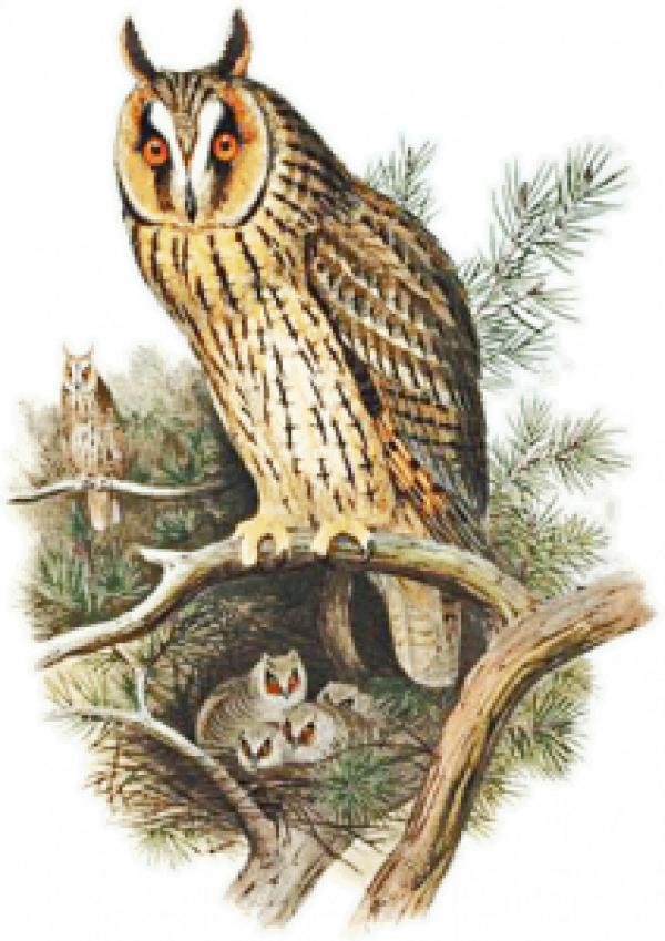 Long Eared Owl clipart