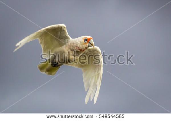 Long-billed Corella clipart