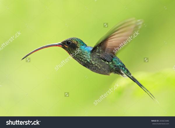 Long-billed Hermit clipart