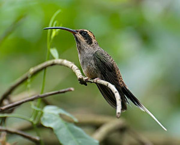 Long-billed Hermit svg