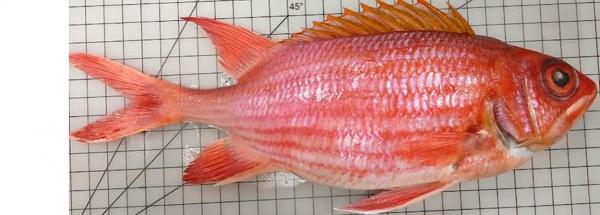 preview Longjaw Squirrelfish coloring