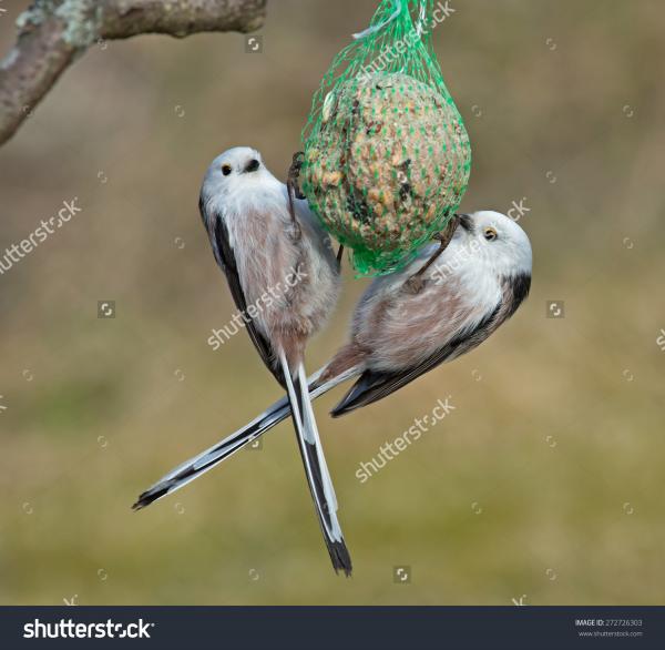 Long-tailed Tit clipart