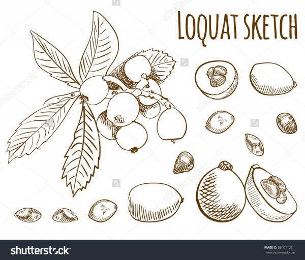 preview Loquat coloring