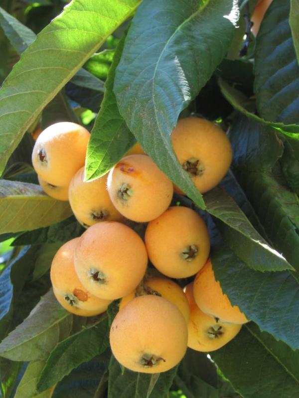 Loquat Berries coloring