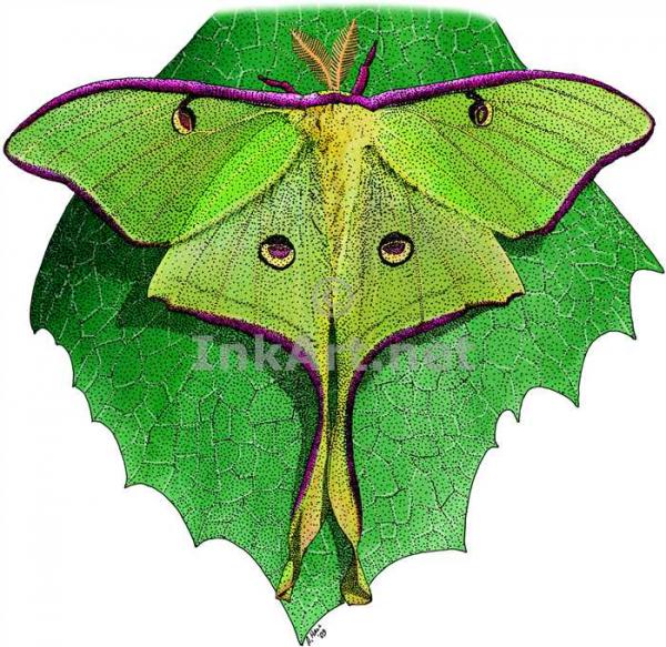 preview Luna Moth coloring