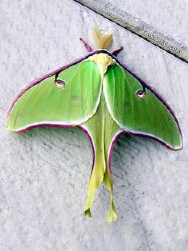 preview Luna Moth svg