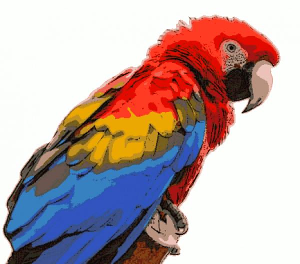 Macaw clipart