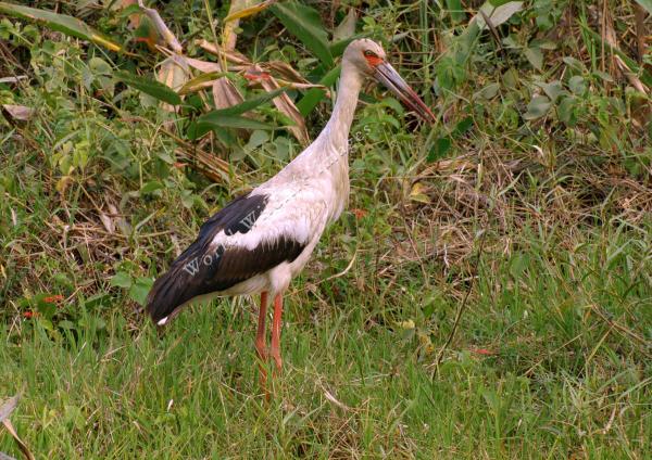 Maguari Stork clipart